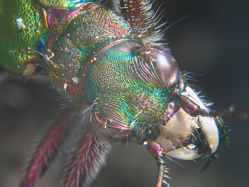 Cicindela campestris